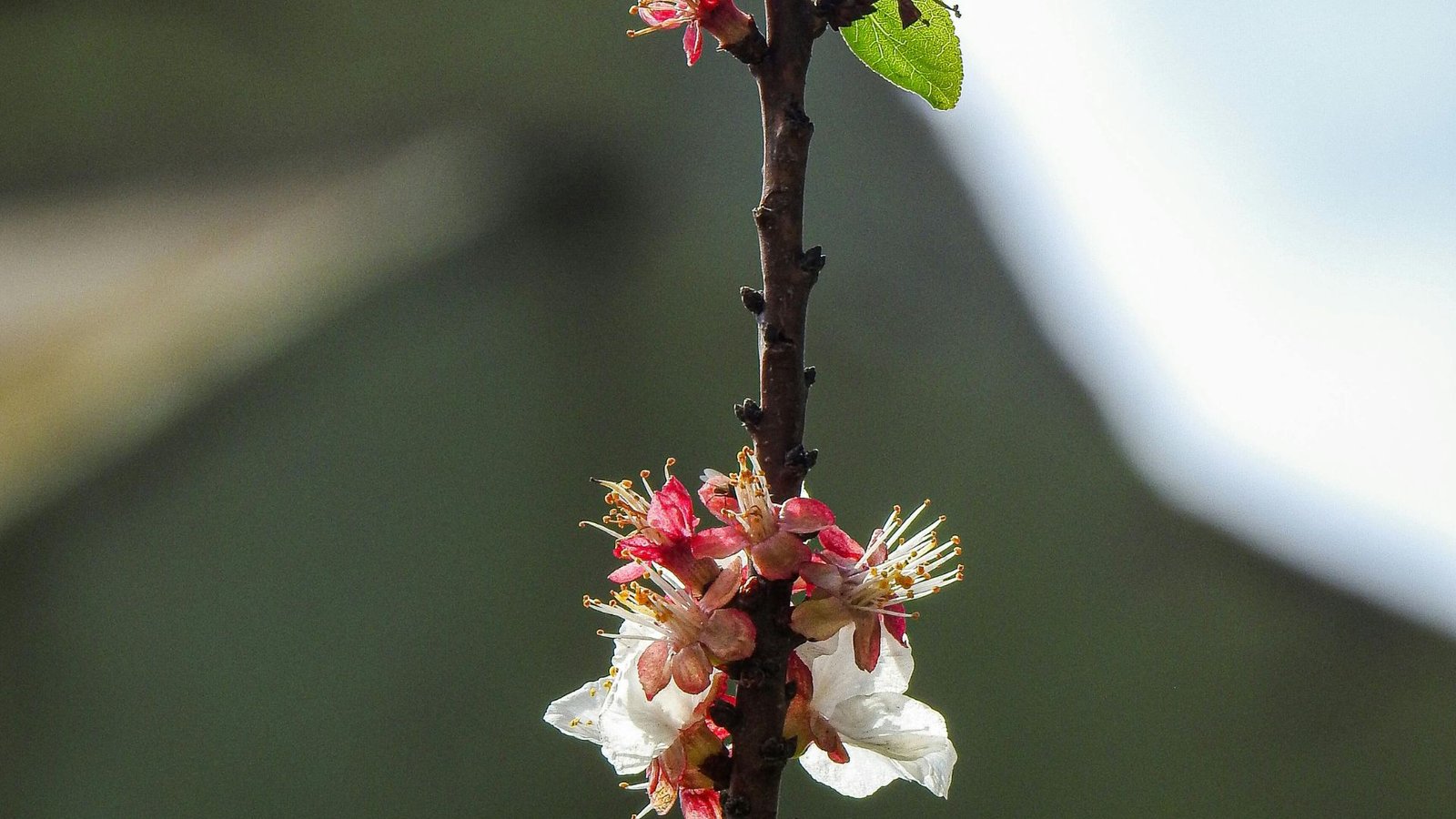 Arsuz Spring Festival 2026